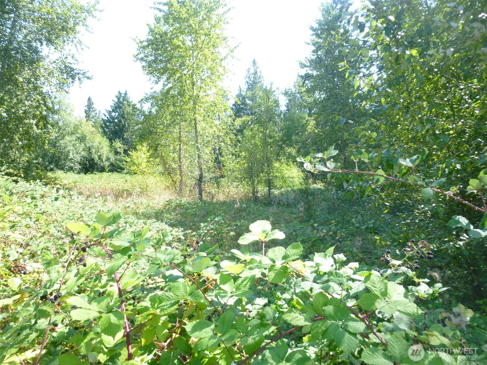 0 Larch Way , Lynnwood, WA 98036