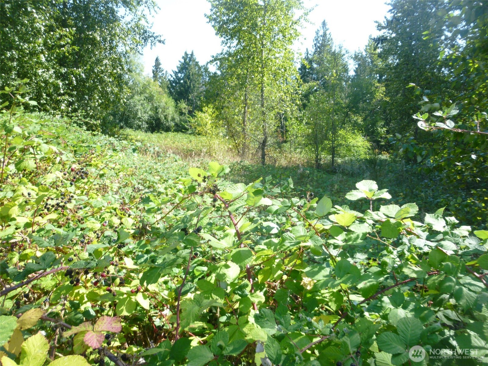 0 Larch Way , Lynnwood, WA 98036