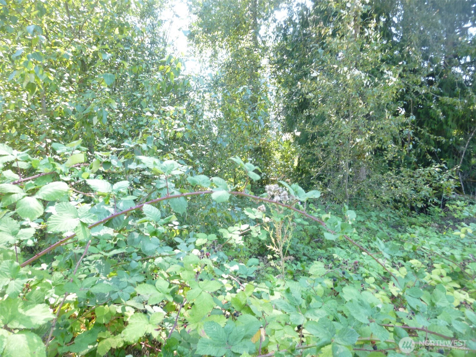 0 Larch Way , Lynnwood, WA 98036