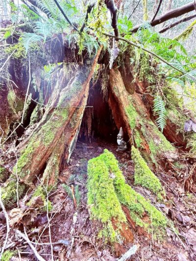 706 Falls Road #35, Randle, WA 98377-9712 - Photo 34