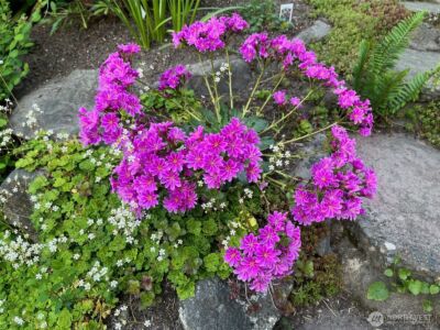 1910 NW 97th Street , Seattle, WA 98117 - Photo 35