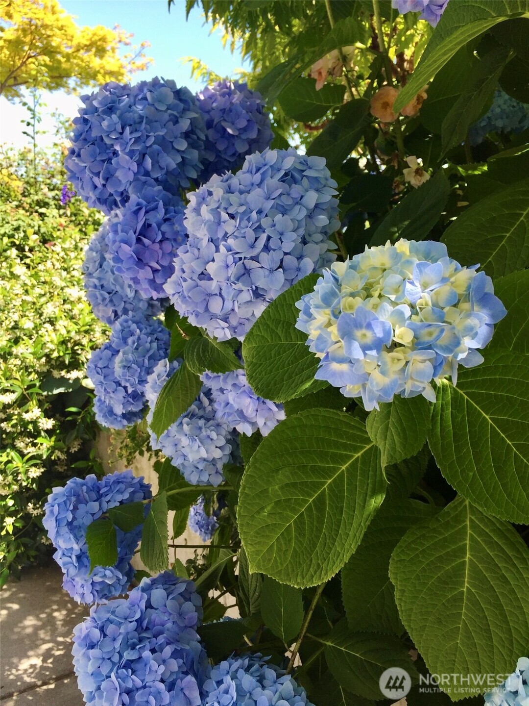 1910 NW 97th Street , Seattle, WA 98117