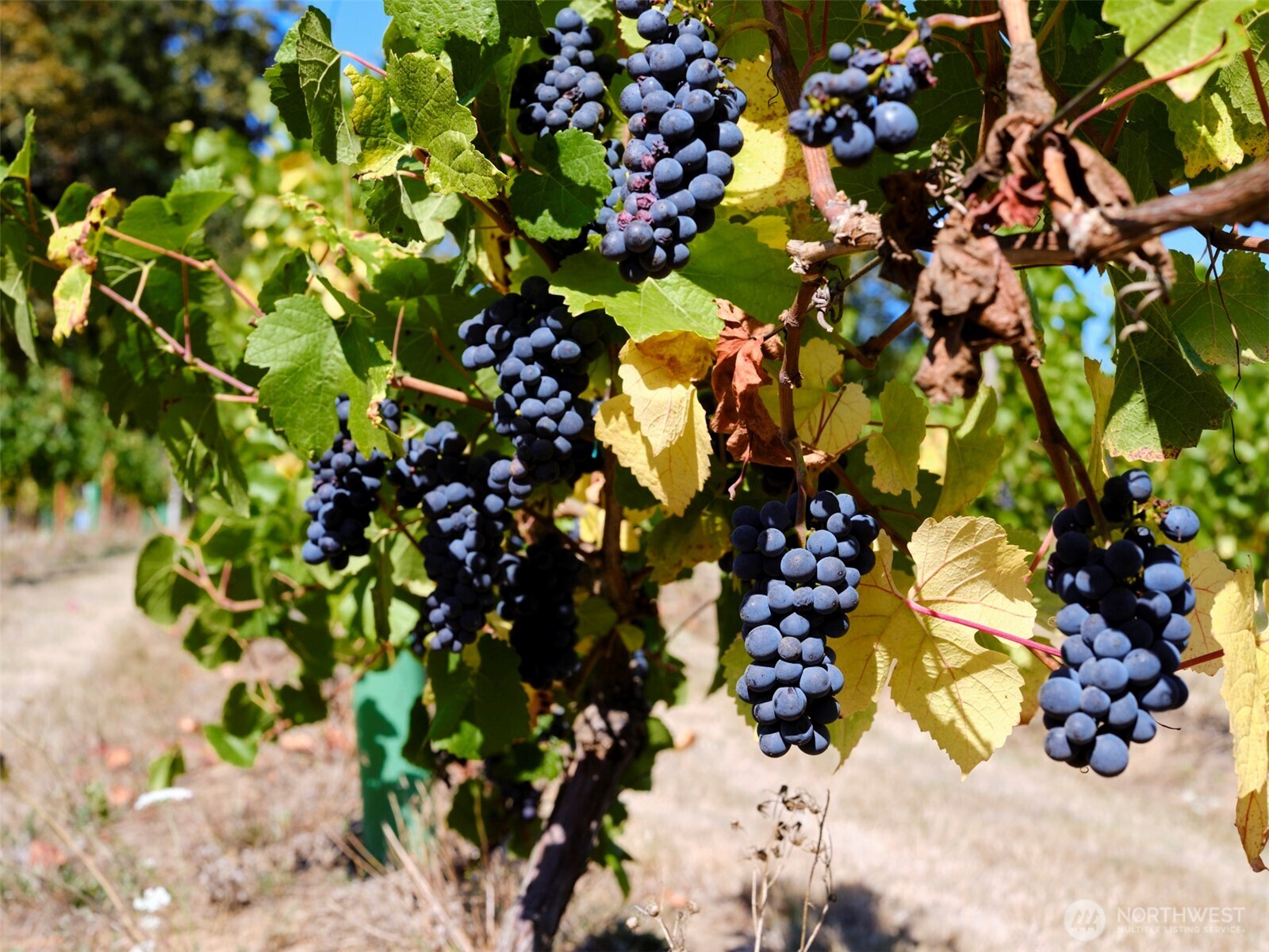 11700 NE 279th Street , Battle Ground, WA 98604