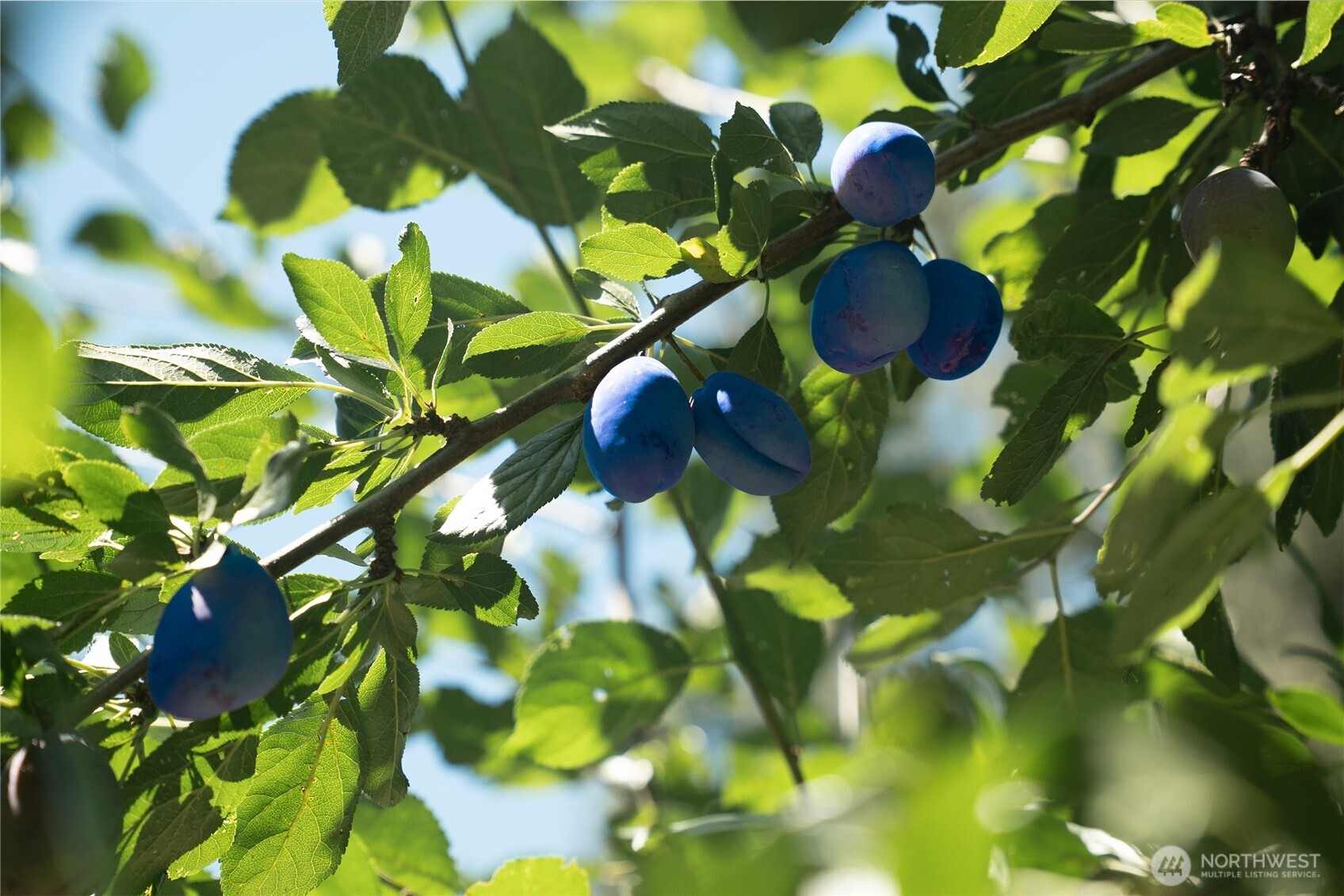 18109 236th Avenue NE, Woodinville, WA 98077