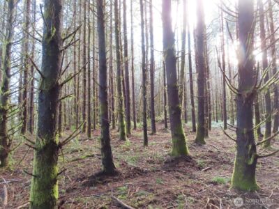 2431 N River Road , Cosmopolis, WA 98537 - Photo 18