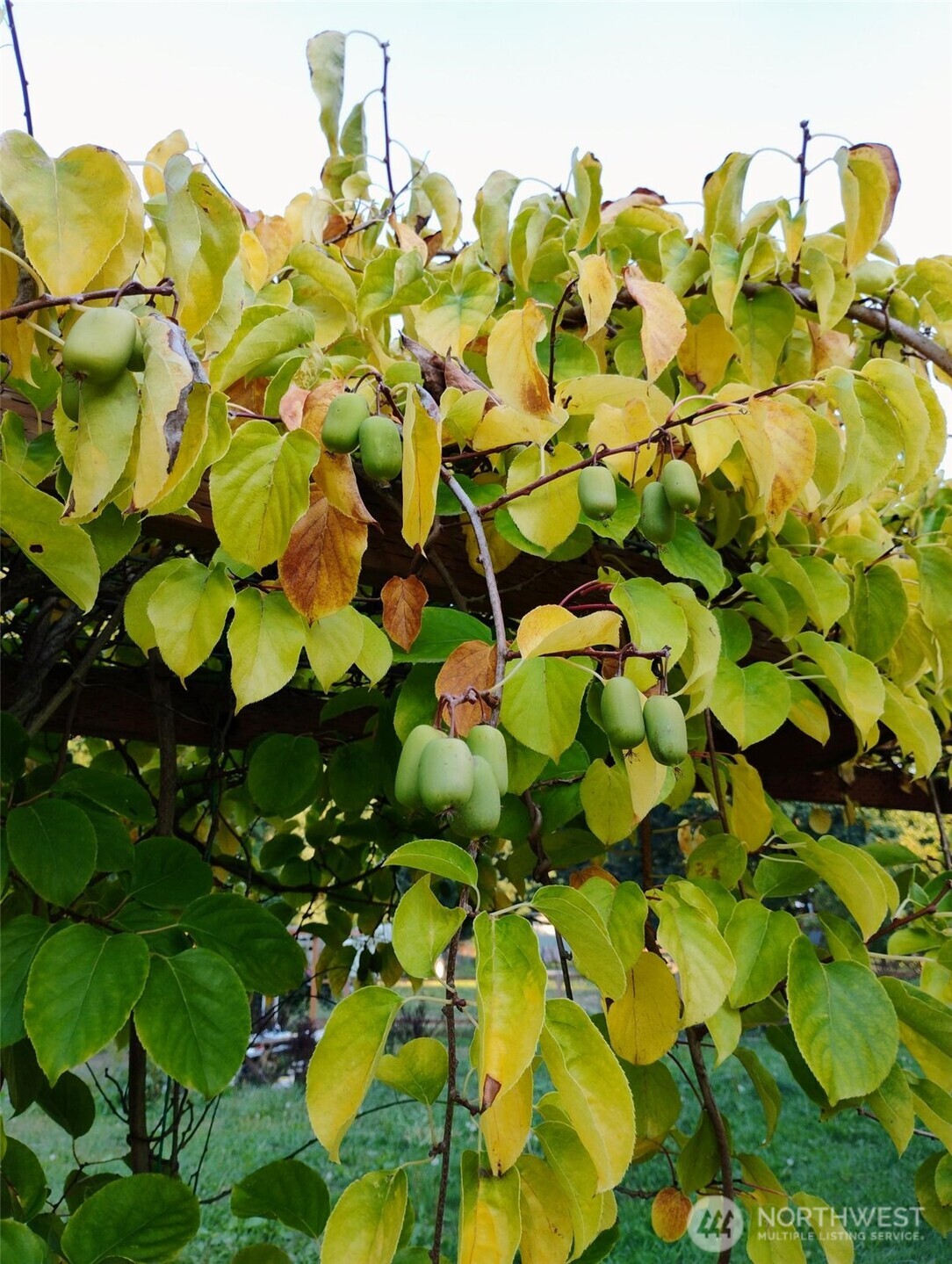 11134 Winlock Court SE, Olympia, WA 98513