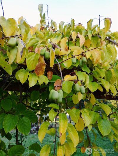 11134 Winlock Court SE, Olympia, WA 98513 - Photo 33