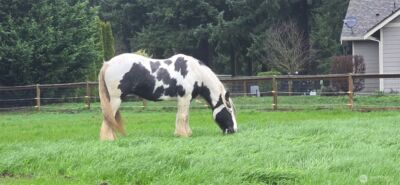 8106 Spurgeon Creek Road SE, Olympia, WA 98503 - Photo 24