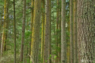 0 XXX Mutiny Bay Road , Freeland, WA 98249 - Photo 14