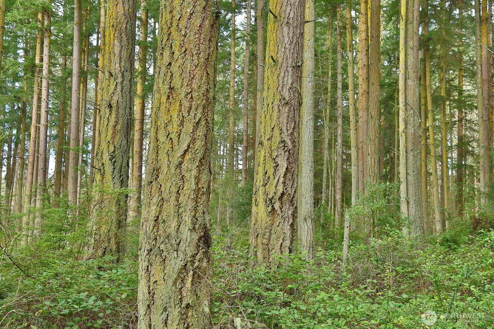 0 XXX Mutiny Bay Road , Freeland, WA 98249