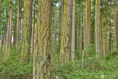 0 XXX Mutiny Bay Road , Freeland, WA 98249 - Photo 6