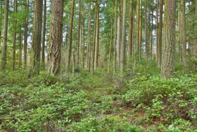 0 XXX Mutiny Bay Road , Freeland, WA 98249 - Photo 8