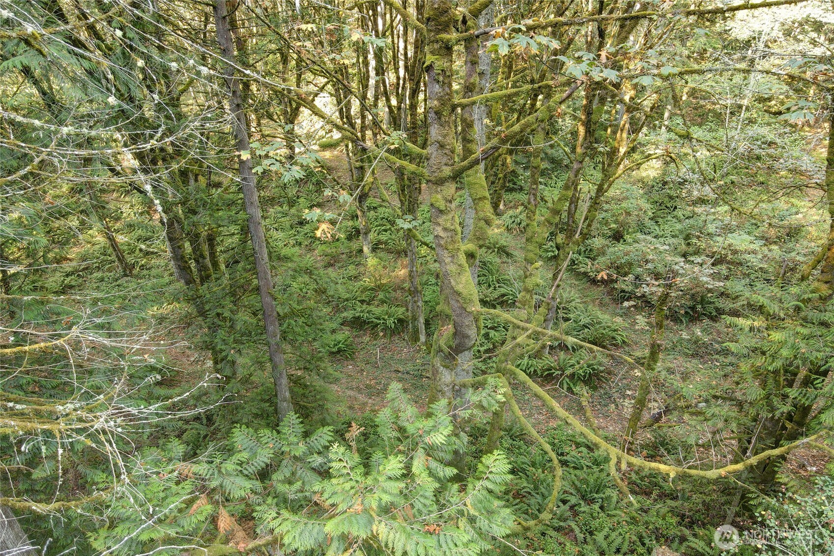 37 XXX SE 212th Way , Sammamish, WA 98075