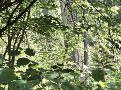 21815 Beachside Drive SE, Yelm, WA 98597 - Photo 2