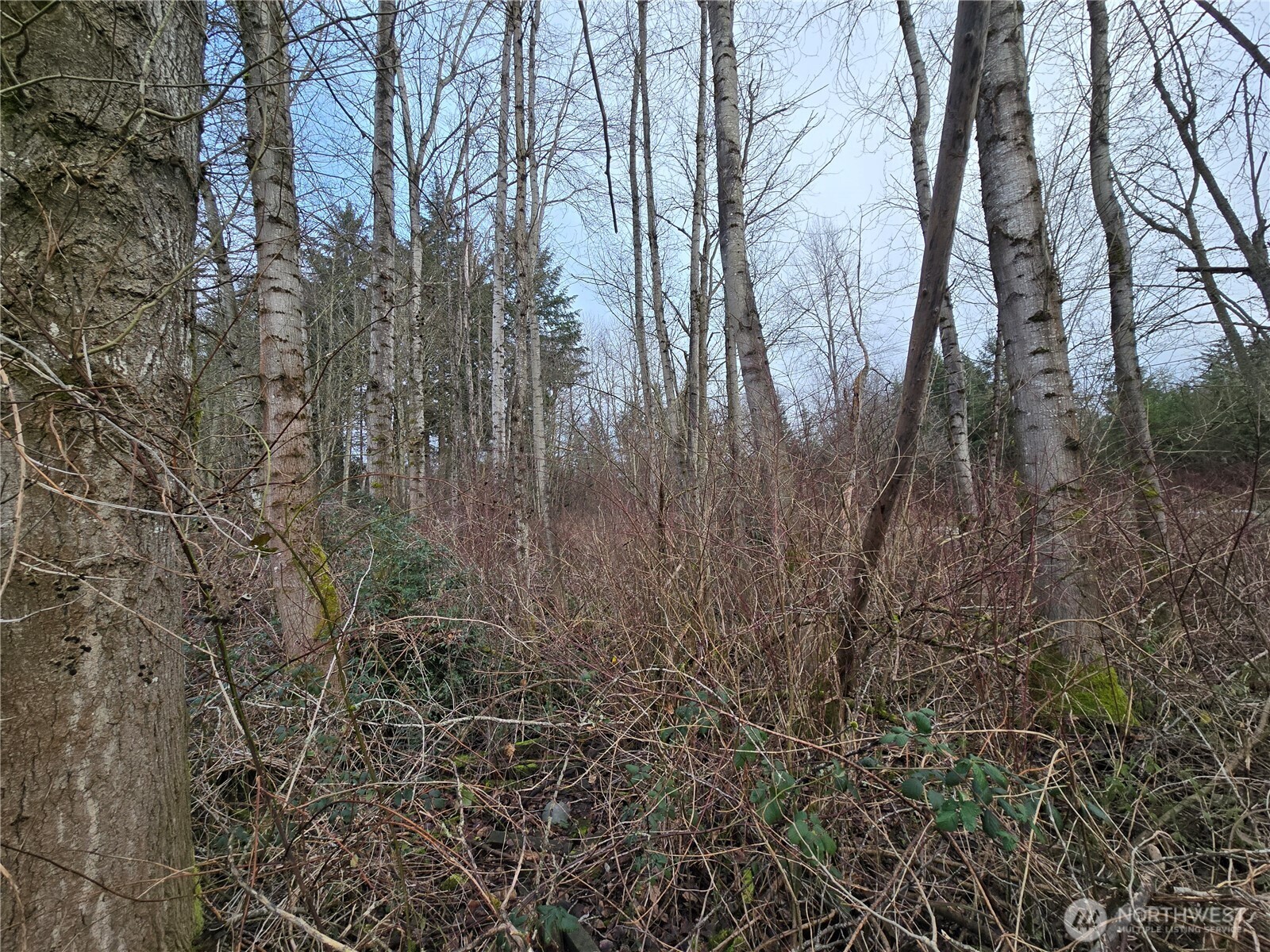 137 XX SE 202nd Place , Kent, WA 98042