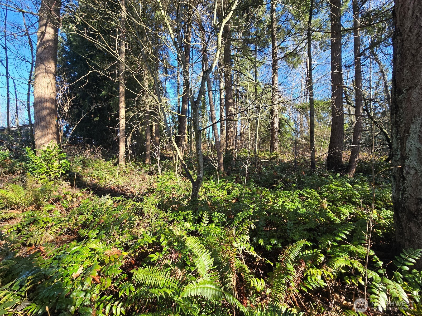 137 XX SE 202nd Place , Kent, WA 98042