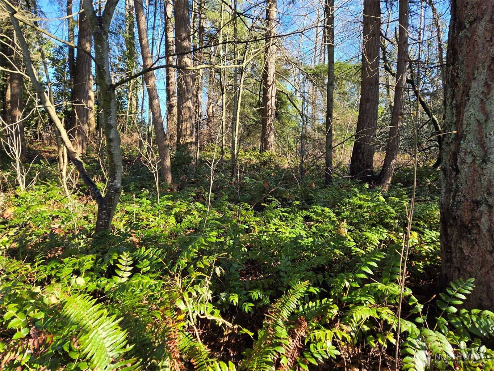 137 XX SE 202nd Place , Kent, WA 98042