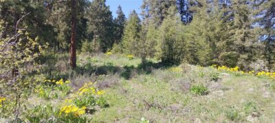 8010 Green Rd , Peshastin, WA 98847 - Photo 12