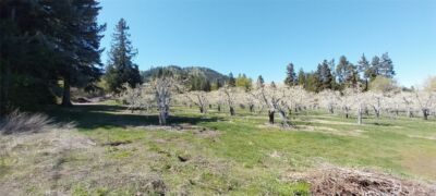 8010 Green Rd , Peshastin, WA 98847 - Photo 15