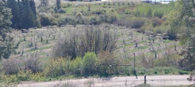 8010 Green Rd , Peshastin, WA 98847 - Photo 17