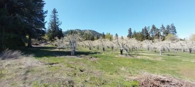 8010 Green Rd , Peshastin, WA 98847 - Photo 31
