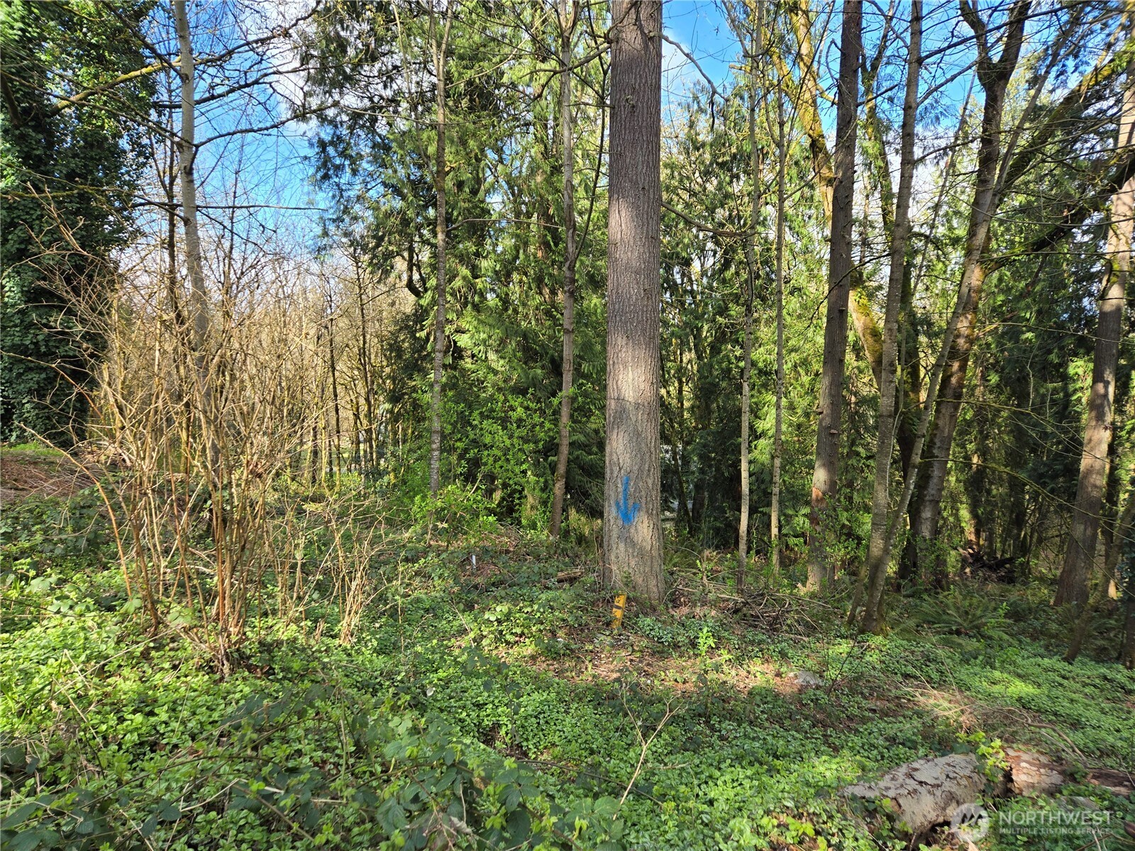 54 xx S 344th Street , Auburn, WA 98001