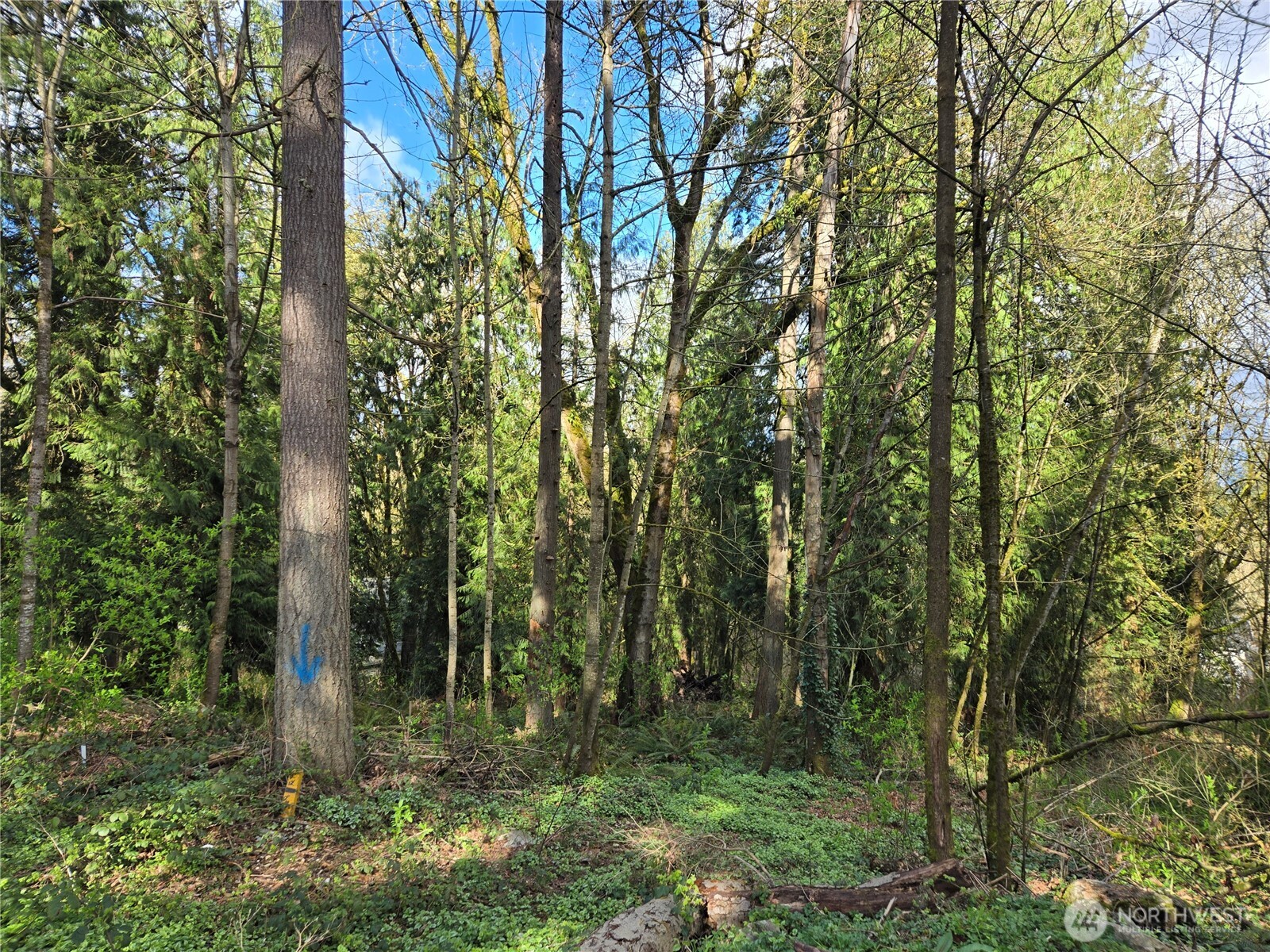 54 xx S 344th Street , Auburn, WA 98001