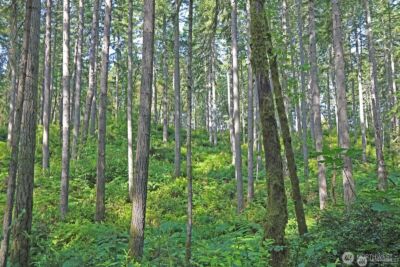 20825 Old Mill Road SW, Vashon, WA 98070 - Photo 2