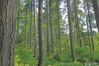 20825 Old Mill Road SW, Vashon, WA 98070 - Photo 10