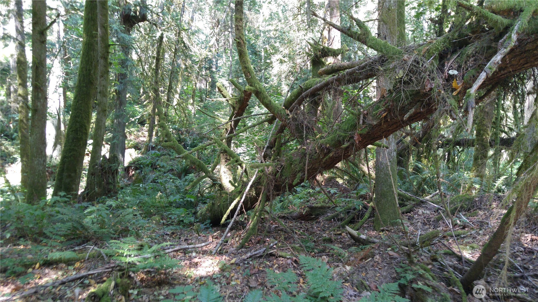 9 E Street , Bellingham, WA 98225