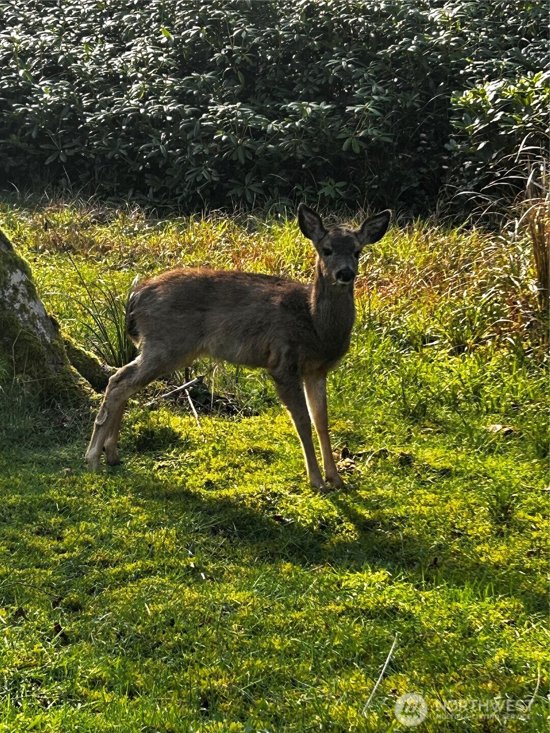 379 Eridani Loop SE, Ocean Shores, WA 98569-9779