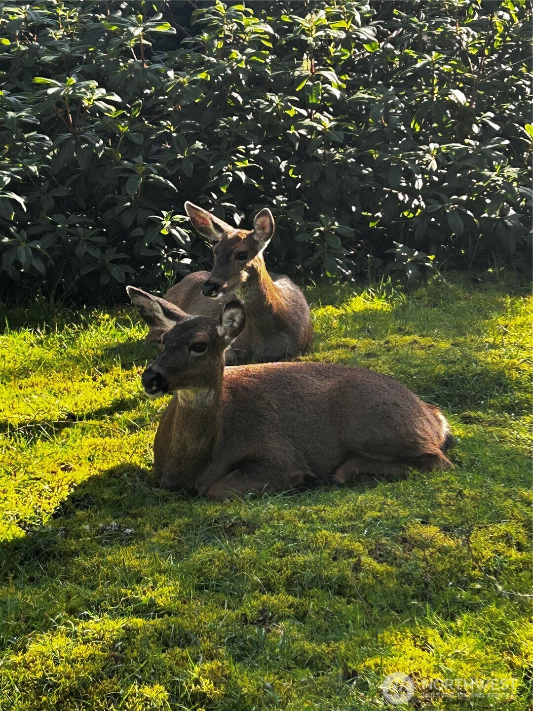 379 Eridani Loop SE, Ocean Shores, WA 98569-9779