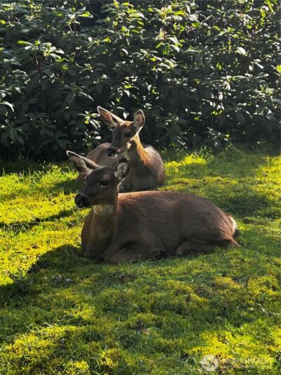 379 Eridani Loop SE, Ocean Shores, WA 98569-9779 - Photo 10