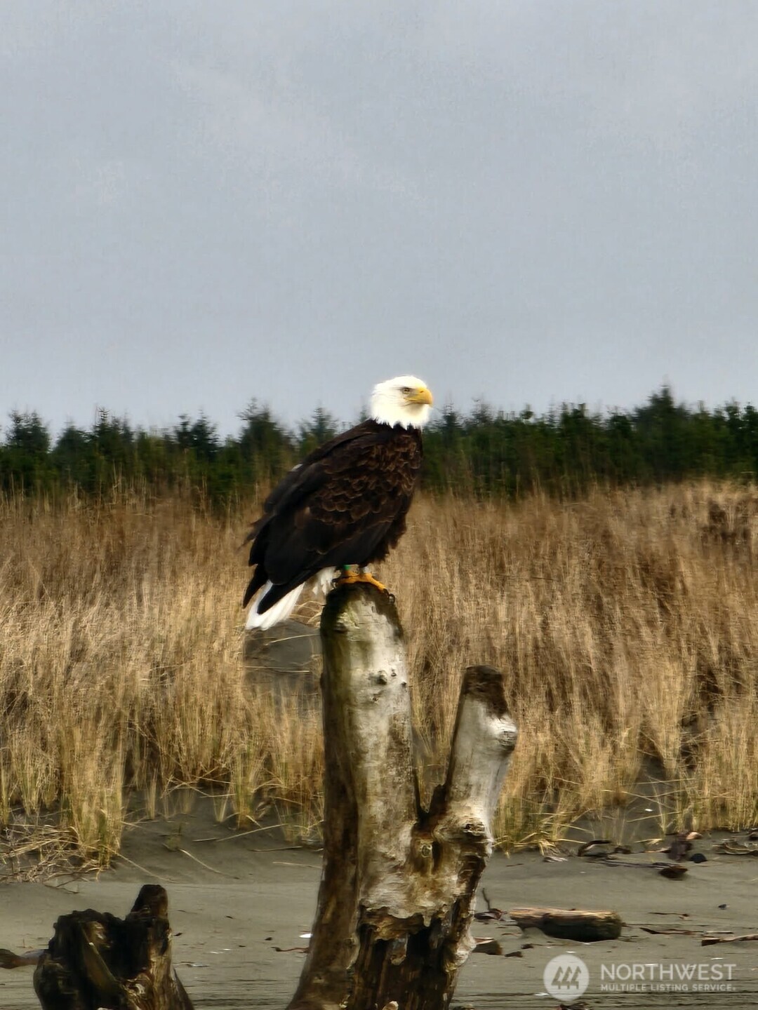 1269 Storm King Avenue SW, Ocean Shores, WA 98569