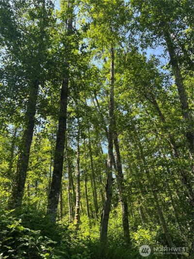 6 acres South Beach Road , Point Roberts, WA 98281 - Photo 16