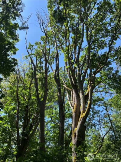 6 acres South Beach Road , Point Roberts, WA 98281 - Photo 17