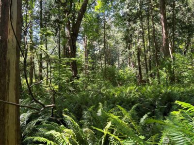 6 acres South Beach Road , Point Roberts, WA 98281 - Photo 3