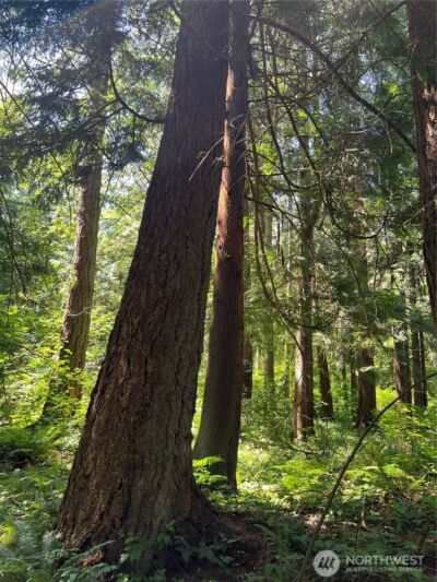 6 acres South Beach Road , Point Roberts, WA 98281 - Photo 9