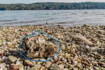 10212 NE North Shore Road , Belfair, WA 98528 - Photo 8