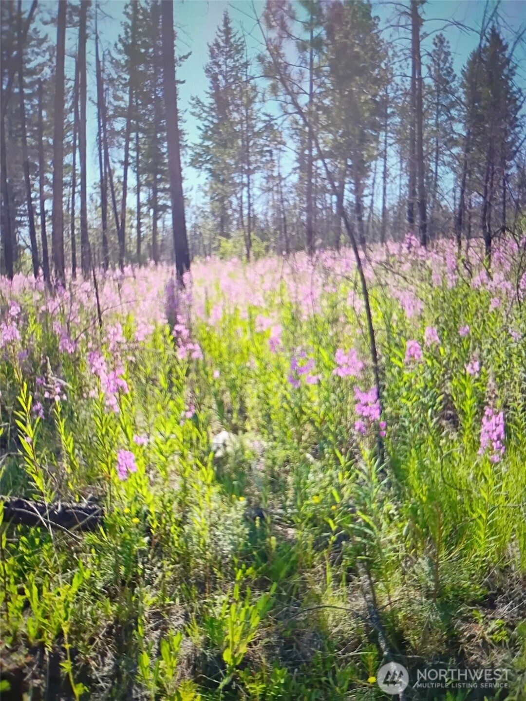 111 TBD J H Green RD , Tonasket, WA 98855