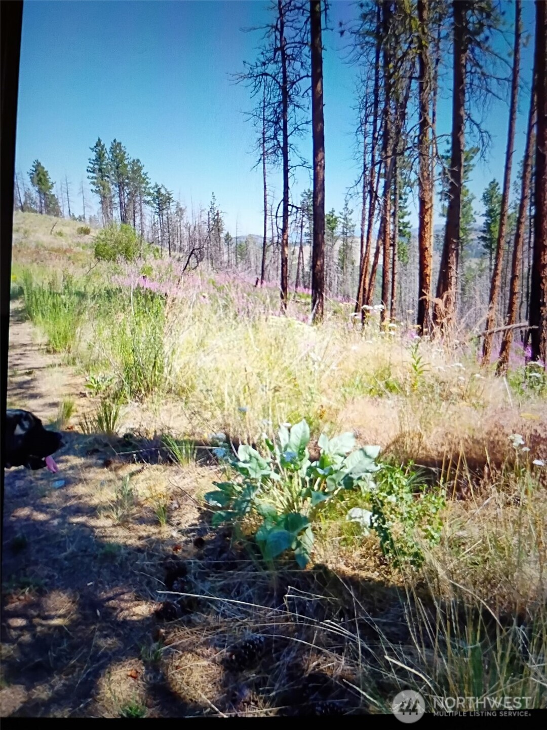 111 TBD J H Green RD , Tonasket, WA 98855