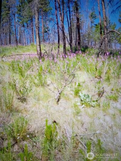 111 TBD J H Green RD , Tonasket, WA 98855 - Photo 9