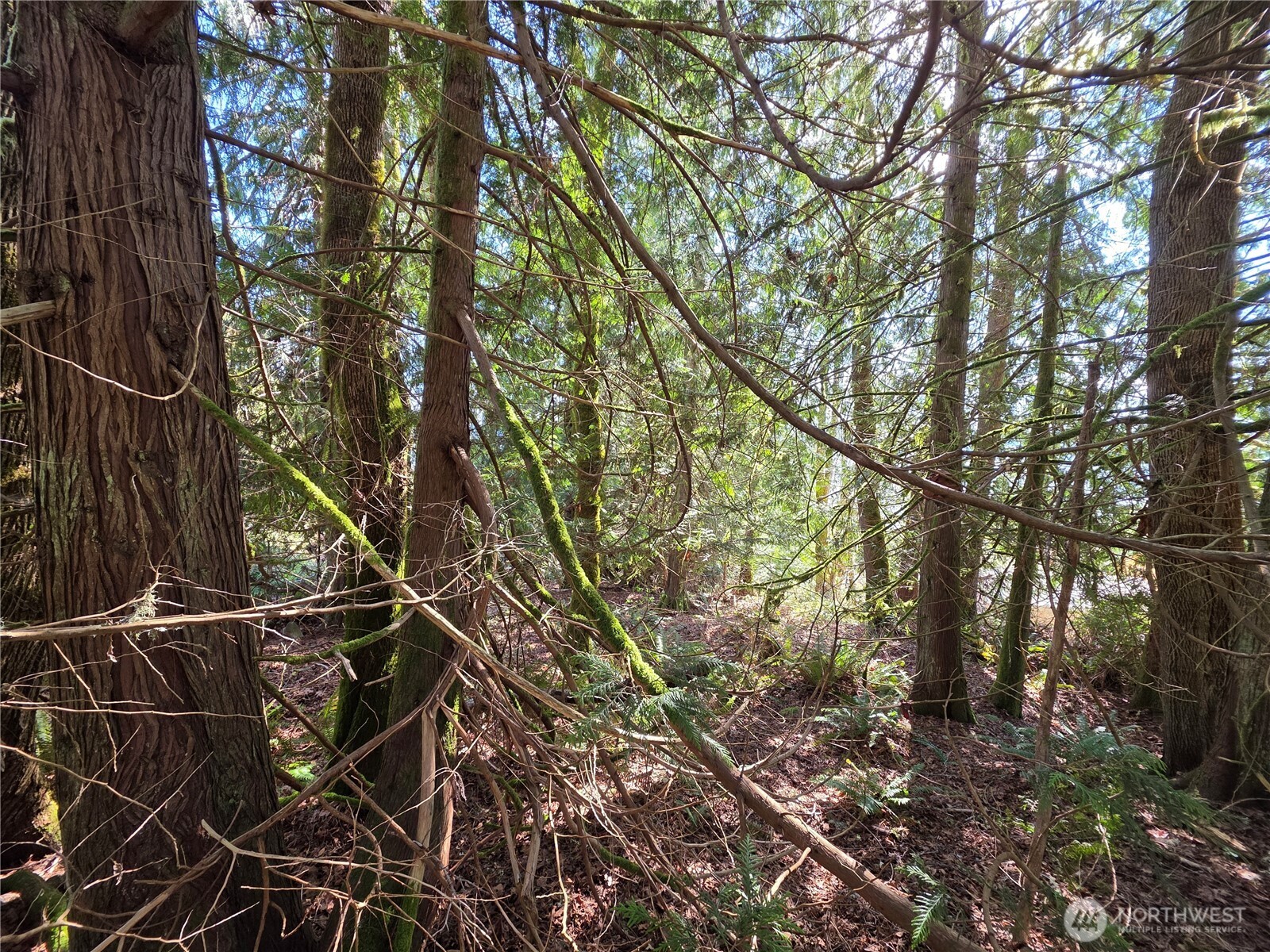 0 Cedar Place , Brinnon, WA 98320