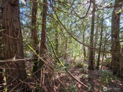 0 Cedar Place , Brinnon, WA 98320 - Photo 3