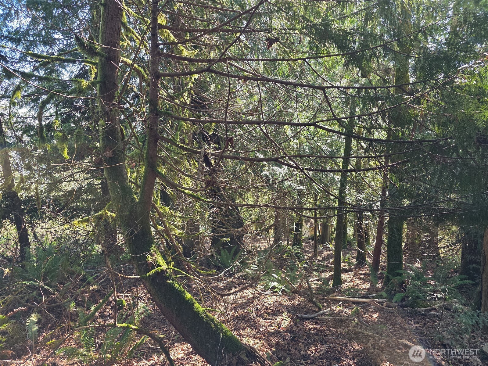 0 Cedar Place , Brinnon, WA 98320