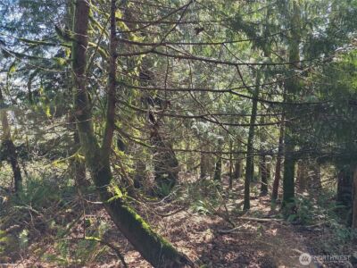 0 Cedar Place , Brinnon, WA 98320 - Photo 6