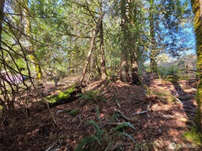 0 Cedar Place , Brinnon, WA 98320 - Photo 7