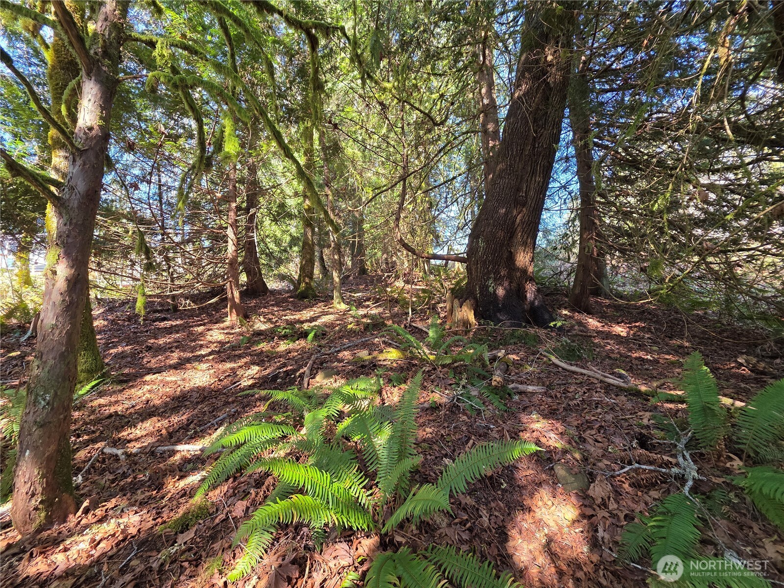 0 Cedar Place , Brinnon, WA 98320