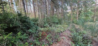 10115 Edgewood Drive , Anderson Island, WA 98303 - Photo 6
