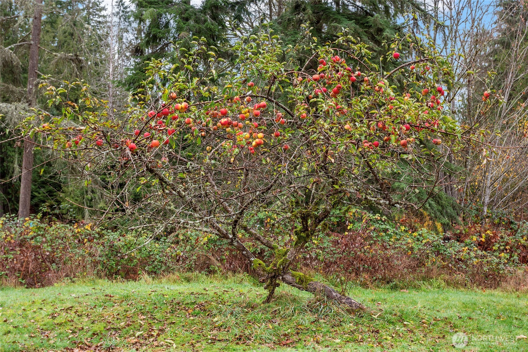 12321 155th Avenue NE, Arlington, WA 98223